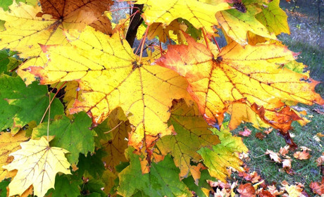 Осенняя загадка: почему листья жёлтые над городом кружатся?