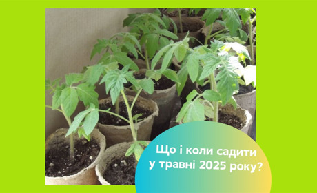 Посівний календар на травень 2025. Коли садити розсаду для щедрого врожаю