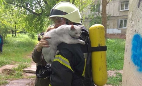 У Херсоні врятували котика під час пожежі в багатоповерхівці: господарів вдома не було