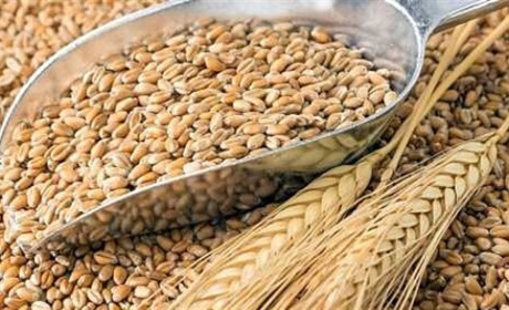 У Сватовому до Дня Незалежності відбудеться сільськогосподарський ярмарок: що продаватимуть