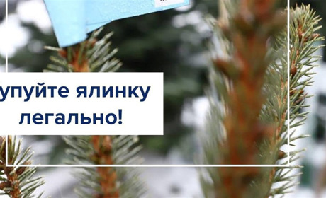 Стартували продажі новорічних ялинок: жива, штучна чи інша – обирати вам
