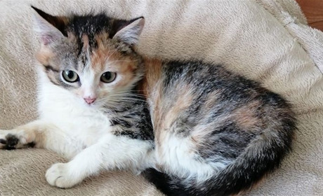 Котики і собачки з Бару шукають домівку 