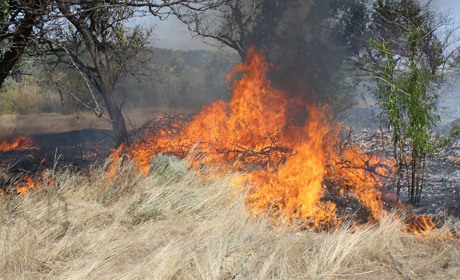 Обгоревшие ежики, птички и зайцы... Спасатели призывают: берегите экосистемы от огня!