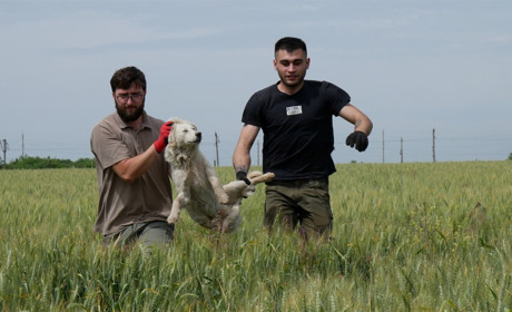 Зоозахисники в Южненській громаді відловлюють безпритульних собак (ФОТО)