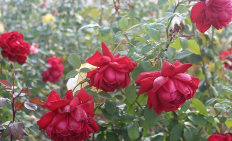 Пазли від Мелітополь. Сіty «Прогулянка улюбленим містом у жовтні»