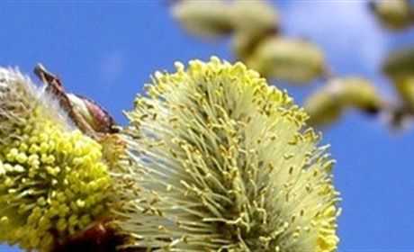 З першого квітня починається "сезон тиші", що це означає для троїчан