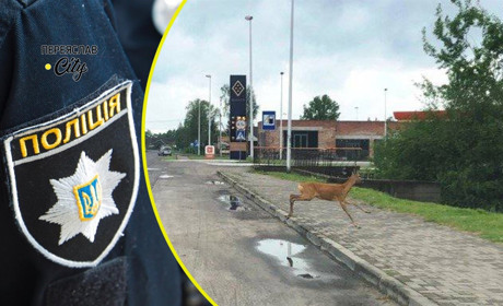 На Переяславщині чоловік потрапив у ДТП через косулю, яка перебігала дорогу: хроніка поліції