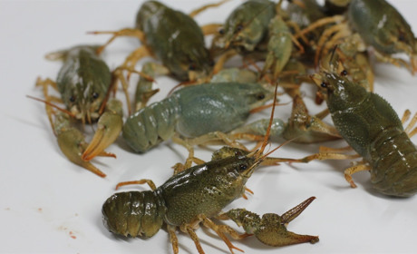 «Вчера были большие, но по пять»