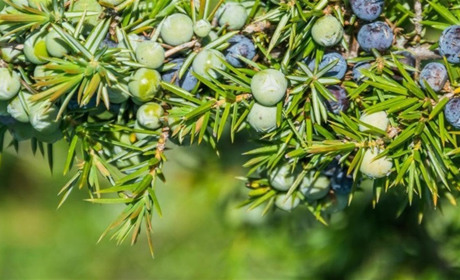 Ялівець - представник реліктової флори