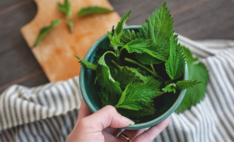 Рецепти з кропиви від Городок.City: равіолі, салат, смажена кропива та кекси