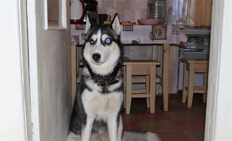 Подари дом: 10 животных, которые ищут добрые руки в марте