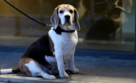 Як вберегти собак від стресу під час обстрілів: поради кінологів