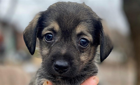 До притулків Дніпра евакуювали 99 тварин з Торецька