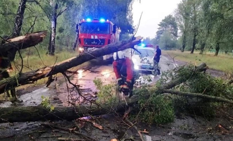 Поблизу села Довговоля через негоду дерево впало на дорогу