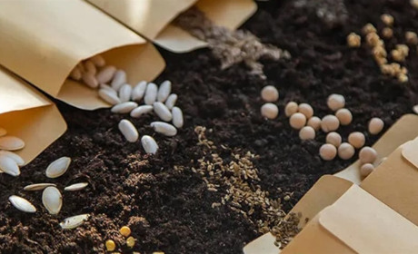 Купити насіння для городу — як вибрати якісне насіння