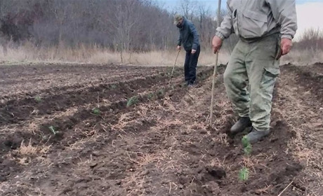 Біляївське лісництво поруч з Яськами висадили 3 гектари лісу. На користь чи на шкоду?