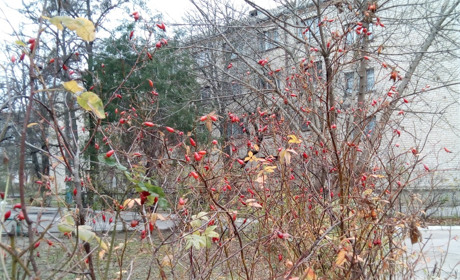 Ще тиждень тепла і туманів