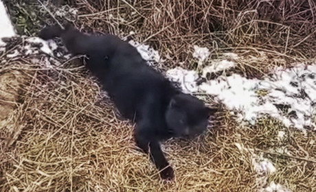 «Катівня для сусідського кота»: на Сарненщині розслідують факт знущання над твариною підлітками