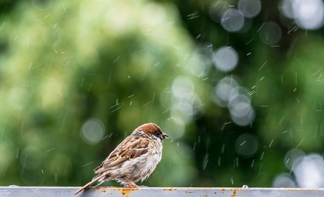Погода в Кагарлику та Ржищеві на тиждень - з 27 червня по 3 липня