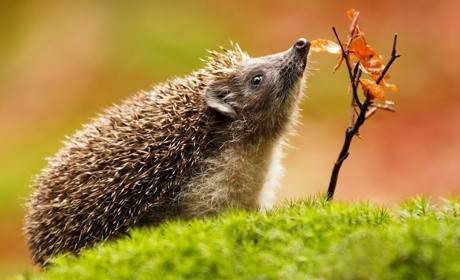 Яку погоду прогнозують синоптики найближчими днями