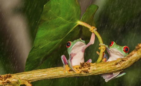 У понеділок, 25 липня, синоптики Сумщини прогнозують грозу