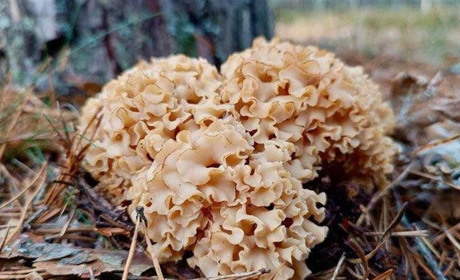 Рідкісний гриб-баран на Житомирщині: чому його не можна збирати та які штрафи передбачені