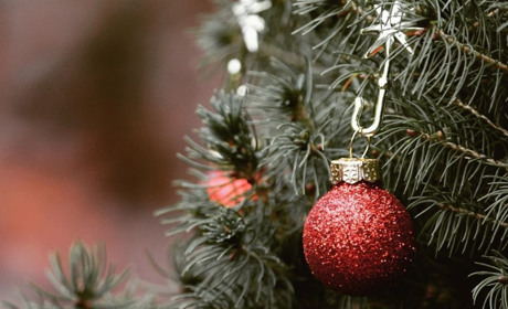 На Хмельниччині лісівники реалізували новорічних дерев на понад 580 тисяч гривень