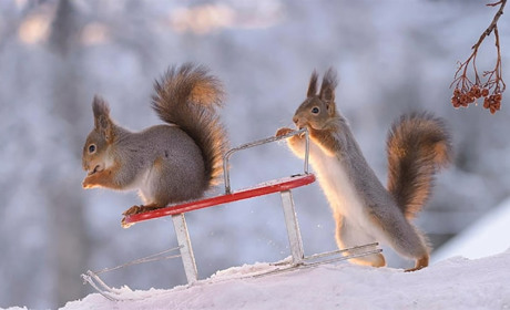 Мокрий сніг і дощ на Сумщині, у п'ятницю очікуємо до плюс десяти градусів: прогноз синоптиків