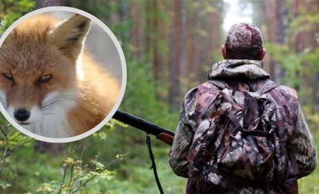 Ганнопільська громада оголосила про проведення відстрілу хижих та шкідливих тварин