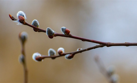 Якою буде погода у Сватовому і районі у останній тиждень березня: прогноз з 22 по 28 березня 2021