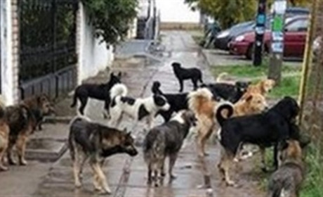 Як живеться тваринам в окупованій Новій Каховці