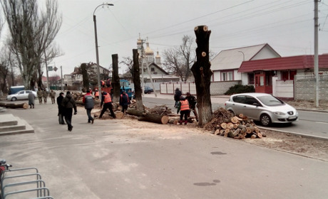 Зачем пилят деревья в Новой Каховке