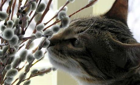 На Сумщину завітала метеорологічна весна: у п'ятницю очікуємо до +17 градусів