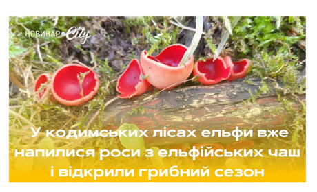 У кодимських лісах надзвичайно гарні гриби відкрили грибний сезон