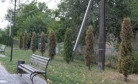 Пожовклі туї на стометрівці – живі