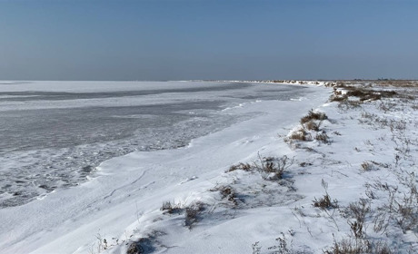 Спасли лебедей из ледяного плена