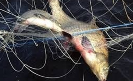 Браконьєрів-рибалок каратимуть жорсткіше