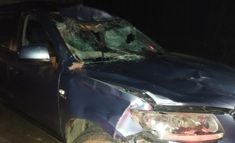 На автошляху на Житомирщині автівка збила червонокнижного лося, що раптом вийшов на дорогу