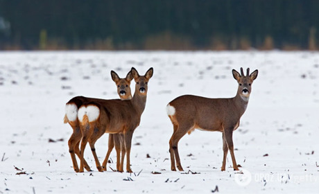 Кабани, козулі та олені: моніторинг мисливських угідь Звягельщини