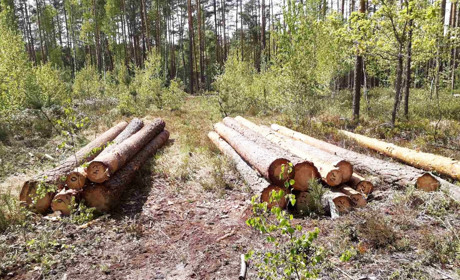 На Володимиреччині впіймали «чорних лісорубів»