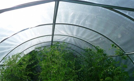 Яка плівка для теплиці або тунелю? Підказуємо, що вибрати