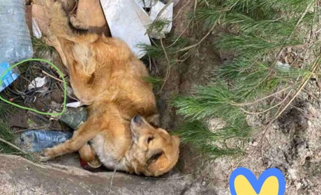 Під Макаровом знайшли собаку, якого побили та замінували окупанти
