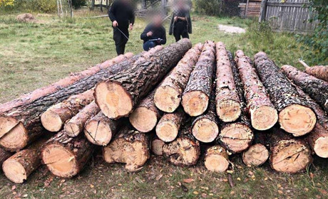 Незаконна вирубка: з подвір’я жителя Сарненщини вилучили 30 колод деревини