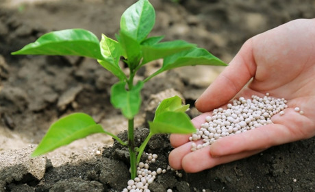 Правильне застосування мікродобрив для вирощування картоплі