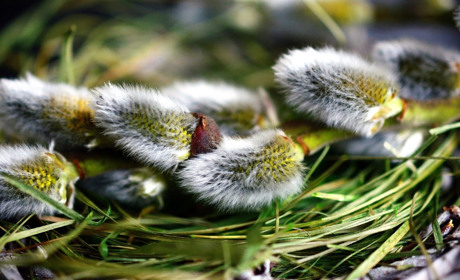 Як у Сватовому у храмі Успіння Пресвятої Богородиці святитимуть вербу у Вербну неділю
