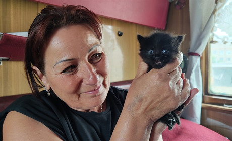 Народилися у вагоні Укрзалізниці на станції Голта: котенята-залізничники чекають своїх людей