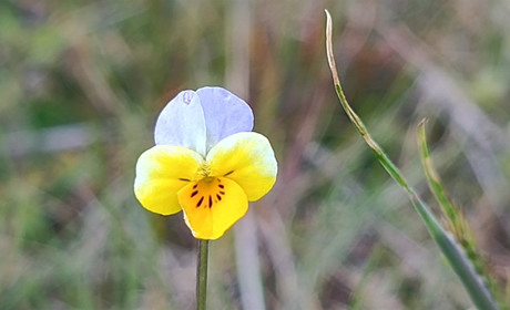 У Бузькому Гарді стартує «сезон тиші»: як відвідувати нацпарк навесні