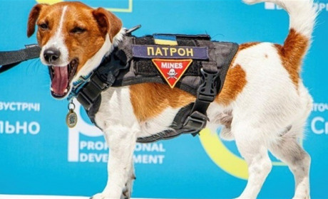 Сміливі чотирилапі: історії тварин, які стали відомими під час війни