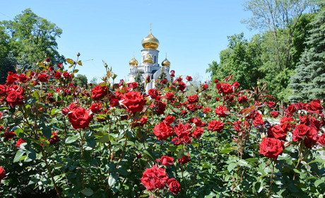 Покровськ буяє трояндовим цвітом