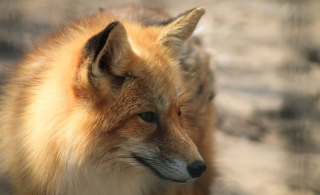 У Сватівському районі вакцинуватимуть диких тварин від сказу: Що про це треба знати сватівчанам